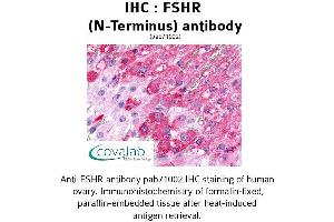 Image no. 1 for anti-Follicle Stimulating Hormone Receptor (FSHR) (Extracellular Domain), (N-Term) antibody (ABIN1734474) (FSHR antibody  (Extracellular Domain, N-Term))