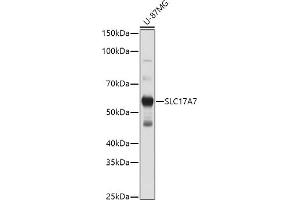 Western blot analysis of extracts of U-87MG cells, using SLC17 antibody (ABIN6127303, ABIN6147863, ABIN6147864 and ABIN6216671) at 1:1000 dilution. (SLC17A7 antibody  (AA 461-560))