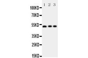 Western Blotting (WB) image for anti-Annexin A7 (ANXA7) (AA 445-460), (C-Term) antibody (ABIN3044073)