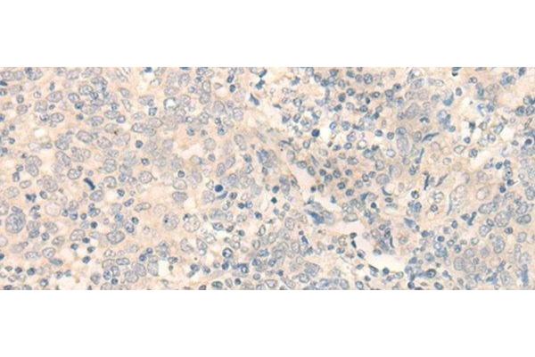 ERP27 antibody
