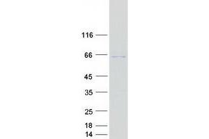 GLMN Protein (Myc-DYKDDDDK Tag)
