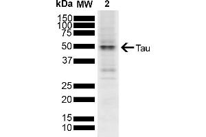Western blot analysis of SH-SY5Y showing detection of ~45. (tau antibody  (Atto 594))
