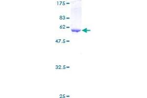Image no. 1 for Annexin A5 (ANXA5) (AA 1-320) protein (GST tag) (ABIN1345194) (Annexin V Protein (AA 1-320) (GST tag))