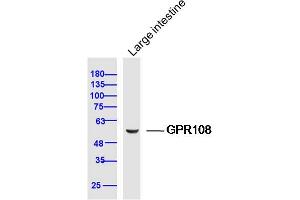 Mouse large intestine lysates probed with GPR108 Polyclonal Antibody, Unconjugated  at 1:300 dilution and 4˚C overnight incubation. (GPR108 antibody  (AA 101-200))