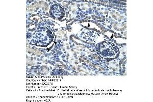 Human kidney (KDM3A antibody  (C-Term))