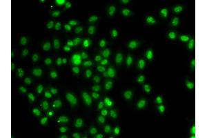 Immunofluorescence analysis of A549 cells using FOXN2 antibody (ABIN5975817). (FOXN2 antibody)