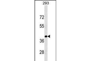 KLF15 Antibody (C-term) (ABIN1537214 and ABIN2849637) western blot analysis in 293 cell line lysates (35 μg/lane). (KLF15 antibody  (C-Term))