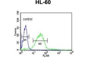 Flow cytometric analysis of HL-60 cells using LIPE Antibody (C-term) Cat. (LIPE antibody  (C-Term))