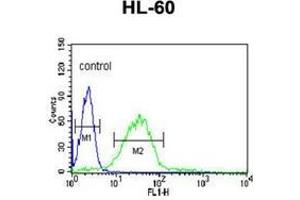 Flow cytometric analysis of HL-60 cells using LIPE Antibody (C-term) Cat. (LIPE antibody  (C-Term))
