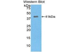 Western Blotting (WB) image for anti-Pygopus Homolog 1 (Drosophila) (PYGO1) (AA 201-419) antibody (ABIN1860386)