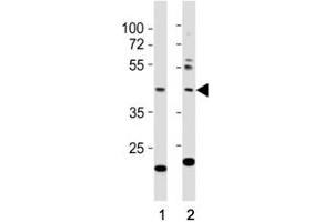 Western blot testing of E2F1 antibody at 1:1000 dilution. (E2F1 antibody  (AA 342-371))
