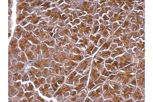 IHC-P Image BPNT1 antibody [N1C3] detects BPNT1 protein at cytosol on mouse pancreas by immunohistochemical analysis. (BPNT1 antibody)