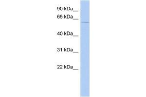 WB Suggested Anti-CHRNA3 Antibody Titration: 0. (CHRNA3 antibody  (N-Term))
