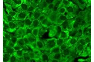 Immunocytochemistry/Immunofluorescence analysis using Mouse Anti-Hsp90 Monoclonal Antibody, Clone 4F3. (HSP90 antibody)