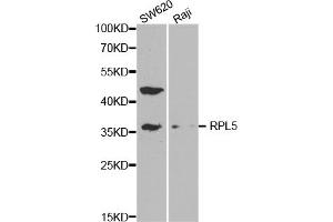 Western blot analysis of extracts of various cell lines, using RPL5 antibody (ABIN5971027) at 1/1000 dilution. (RPL5 antibody)