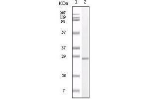 Western Blotting (WB) image for anti-S100 Calcium Binding Protein A1 (S100A1) (truncated) antibody (ABIN2464101) (S100A1 antibody  (truncated))
