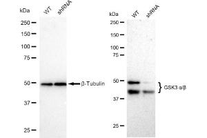 Western blotting analysis using GSK3 alpha/beta antibody (ABIN7798778). (Recombinant GSK3 alpha/beta antibody)