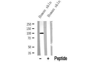 Western blot analysis of extracts of Human skin?