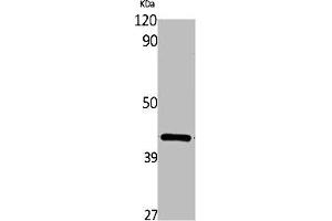 Western Blot analysis of rat kidney cells using Wnt-16 Polyclonal Antibody (WNT16 antibody  (Internal Region))