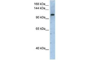 WB Suggested Anti-PRPF6 Antibody Titration:  2. (PRP6/ANT-1 antibody  (N-Term))