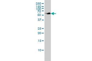 SUOX monoclonal antibody (M01), clone 1H1 Western Blot analysis of SUOX expression in HepG2 . (SUOX antibody  (AA 1-488))