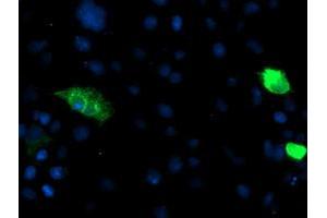 Anti-ENPEP mouse monoclonal antibody (ABIN2455525) immunofluorescent staining of COS7 cells transiently transfected by pCMV6-ENTRY ENPEP (RC210521). (ENPEP antibody)