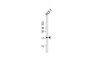 Western Blot at 1:1000 dilution + MCF-7 whole cell lysate Lysates/proteins at 20 ug per lane. (Cofilin antibody  (AA 70-98))