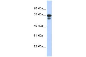 WB Suggested Anti-MIZF Antibody Titration:  0. (HINFP antibody  (Middle Region))