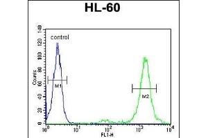 LL Antibody (Center) (ABIN651901 and ABIN2840445) flow cytometric analysis of HL-60 cells (right histogram) compared to a negative control cell (left histogram). (LMAN1L antibody  (AA 279-308))