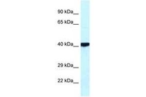 Image no. 1 for anti-Protein Kinase, CAMP Dependent, Catalytic, beta (PRKACB) (C-Term) antibody (ABIN6744075) (PRKACB antibody  (C-Term))