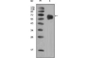 Western Blot showing FGFR4 antibody used against extracellular domain of human FGFR4 (aa22-369).