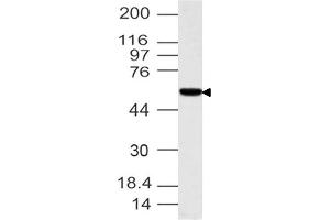 Image no. 1 for anti-Interferon Related Developmental Regulator 1 (IFRD1) (AA 1-300) antibody (ABIN5027565) (IFRD1 antibody  (AA 1-300))