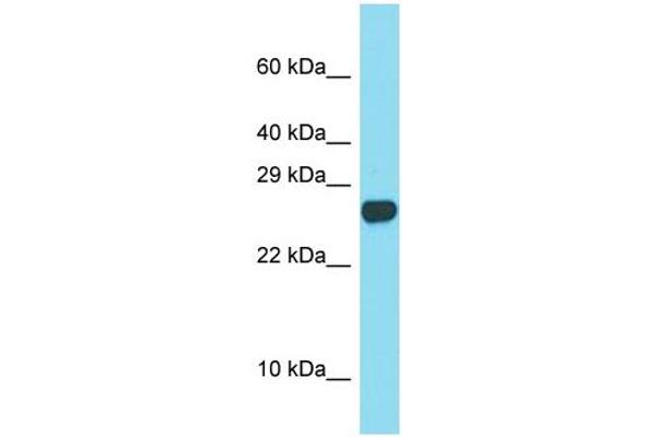 SPACA3 antibody  (C-Term)