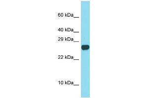 Western Blotting (WB) image for anti-Sperm Acrosome Associated Protein 3 (SPACA3) (C-Term) antibody (ABIN2505815) (SPACA3 antibody  (C-Term))