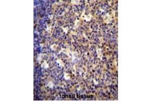 ALOX12B antibody (C-term) immunohistochemistry analysis in formalin fixed and paraffin embedded human tonsil tissue followed by peroxidase conjugation of the secondary antibody and DAB staining. (ALOX12B antibody  (C-Term))