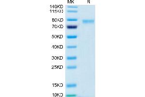 SDS-PAGE (SDS) image for Tumor Necrosis Factor (Ligand) Superfamily, Member 9 (TNFSF9) (Trimer) protein (Fc Tag,Biotin) (ABIN7273930)
