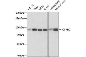 Western blot analysis of extracts of various cell lines using P90RSK Polyclonal Antibody at dilution of 1:1000. (RPS6KA3 antibody)