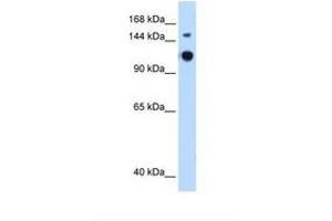 Image no. 2 for anti-GTPase Activating Protein and VPS9 Domains 1 (GAPVD1) (AA 182-231) antibody (ABIN6739157) (GAPVD1 antibody  (AA 182-231))