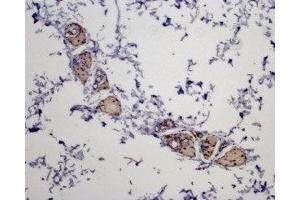 Expression of MC5R in rat skin - Immunohistochemical staining of paraffin embedded rat skin section using Anti-MC5 Receptor Antibody (ABIN7043325 and ABIN7044598), (1:100). (MC5 Receptor antibody  (AA 224-236))