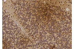 ABIN6274479 at 1/100 staining Rat brain tissue by IHC-P. (IP6K3 antibody  (Internal Region))