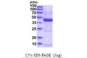SDS-PAGE (SDS) image for Ubiquitin-Like Domain Containing CTD Phosphatase 1 (UBLCP1) (AA 1-318) protein (His tag) (ABIN5854204) (UBLCP1 Protein (AA 1-318) (His tag))