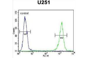 GPAA1 Antibody (N-term) flow cytometric analysis of U251 cells (right histogram) compared to a negative control cell (left histogram).