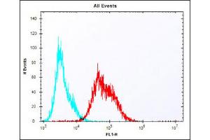Overlay histogram showing Jurkat cells stained with Antibody (red line). (LAG3 antibody  (AA 103-132))