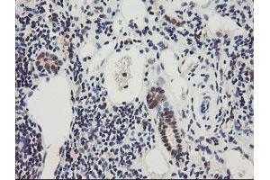 Image no. 1 for anti-RNA Binding Protein with Multiple Splicing (RBPMS) antibody (ABIN1500647) (RBPMS antibody)