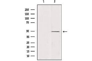 Western blot analysis of extracts from various samples, using ATP6V1C2 Antibody. (ATP6V1C2 antibody  (Internal Region))