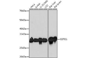 Western blot analysis of extracts of various cell lines, using GSTO1 Rabbit mAb (ABIN1679548, ABIN7101718, ABIN7101719 and ABIN7101720) at 1:1000 dilution.