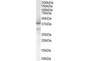 ABIN185284 (1µg/ml) staining of Human Brain lysate (35µg protein in RIPA buffer). (Caspase 4 antibody  (Internal Region))