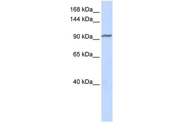 ZNF280D antibody  (Middle Region)