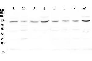 Western blot analysis of Cullin 4a using anti-Cullin 4a antibody . (Cullin 4A antibody  (AA 494-759))