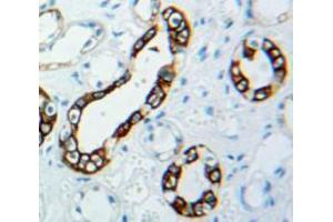 IHC-P analysis of testis tissue, with DAB staining. (VTCN1 antibody  (AA 34-147))